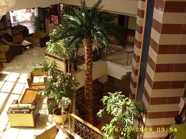 Palmiye, Palmiye Ağacı, Yapay Palmiye, Şoklanmış Palmiye, Yapay Palmiye Ağacı, Şoklanmış Palmiye Ağacı