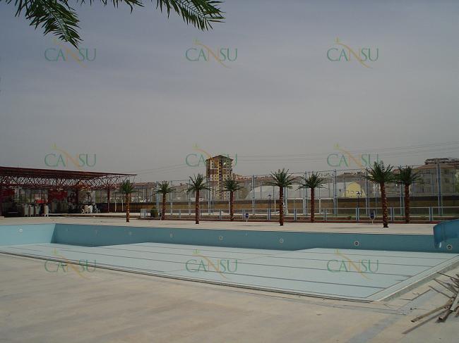 Palmiye, Palmiye Ağacı, Yapay Palmiye, Şoklanmış Palmiye, Yapay Palmiye Ağacı, Şoklanmış Palmiye Ağacı